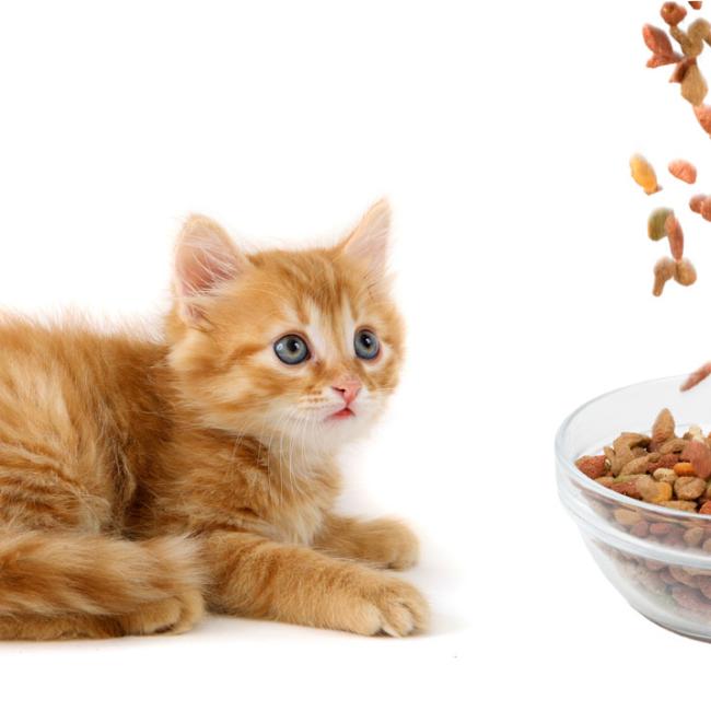 Catfood